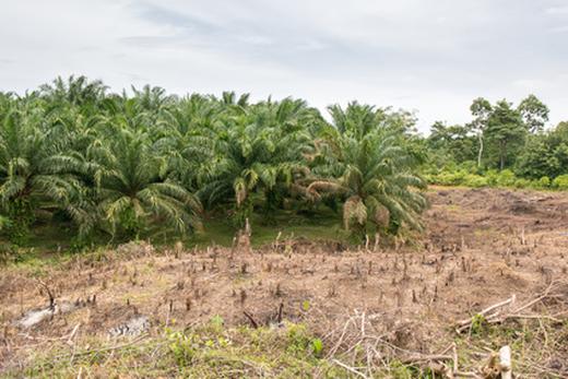 Palmölanbau statt Regenwald - die Abholzung natürlicher Flächen nimmt rasant zu. Foto: © ThKatz / fotolia.de