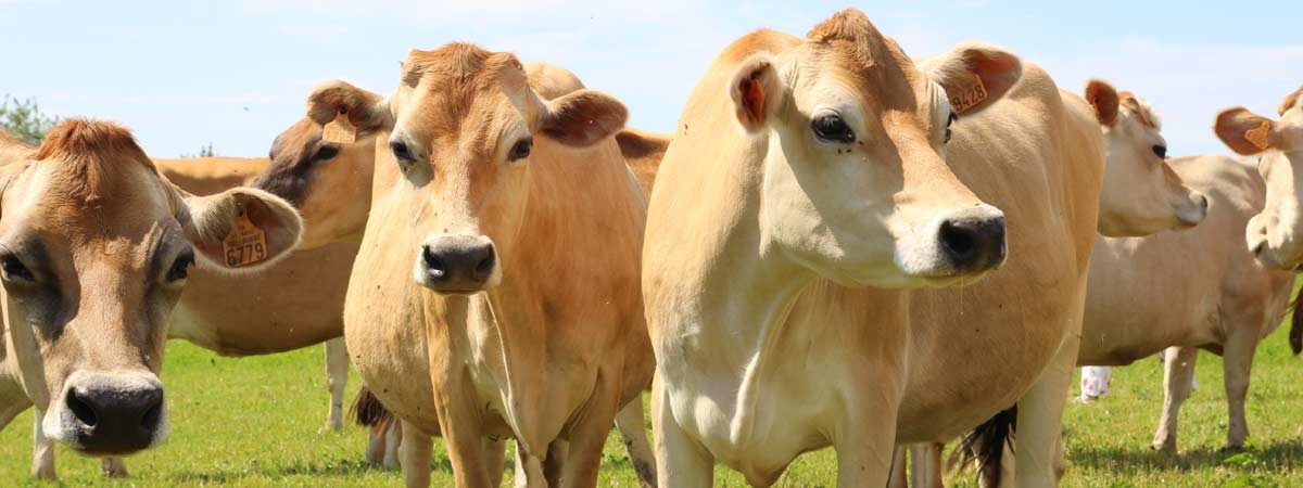 Jersey-Kühe auf der Weide in Berwiller (Vogesen)